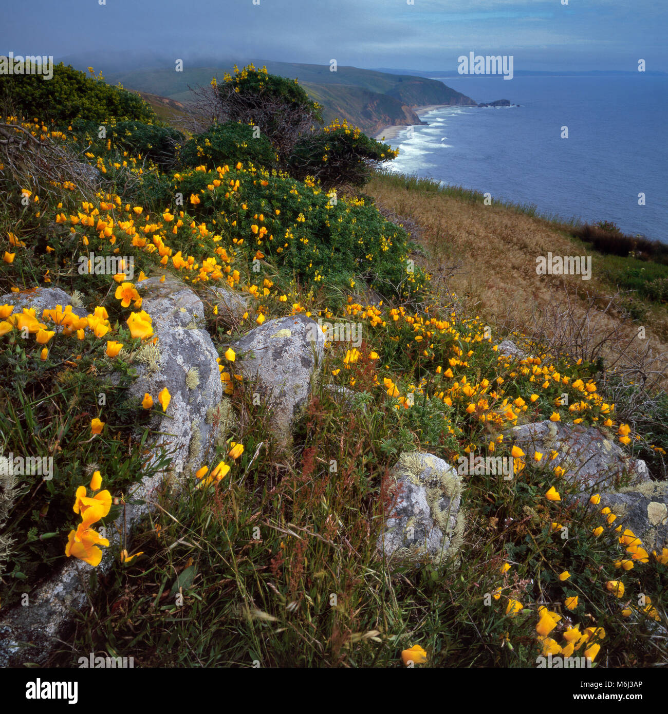 Papaveri, Eschscholzia californica, Tomales Point, Point Reyes National Seashore, Marin County, California Foto Stock