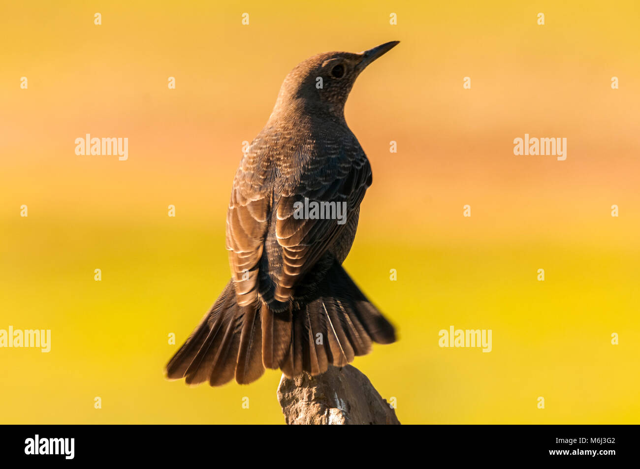 Blu (rockthrush monticola solitarius) arroccato Foto Stock