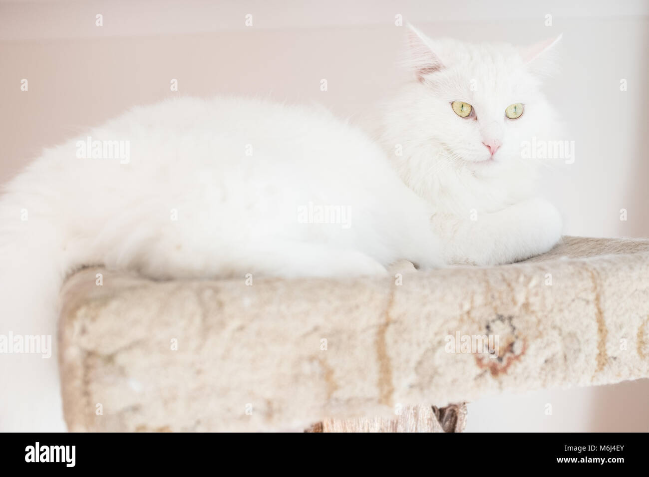 Gatto bianco Foto Stock