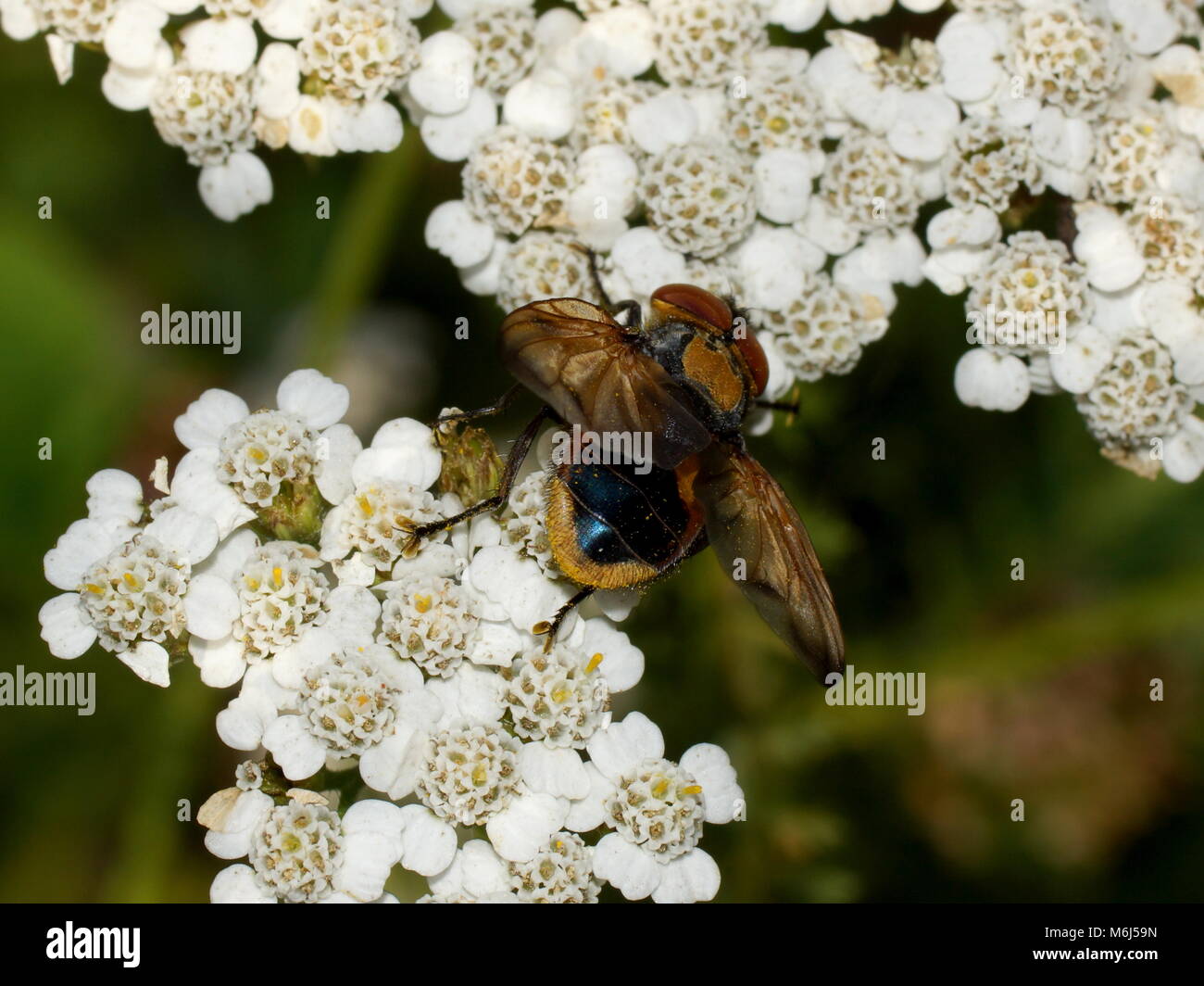 Bello volare con ali color Phasia aurigera. bellissimo volare siede su un fiore bianco. Foto Stock