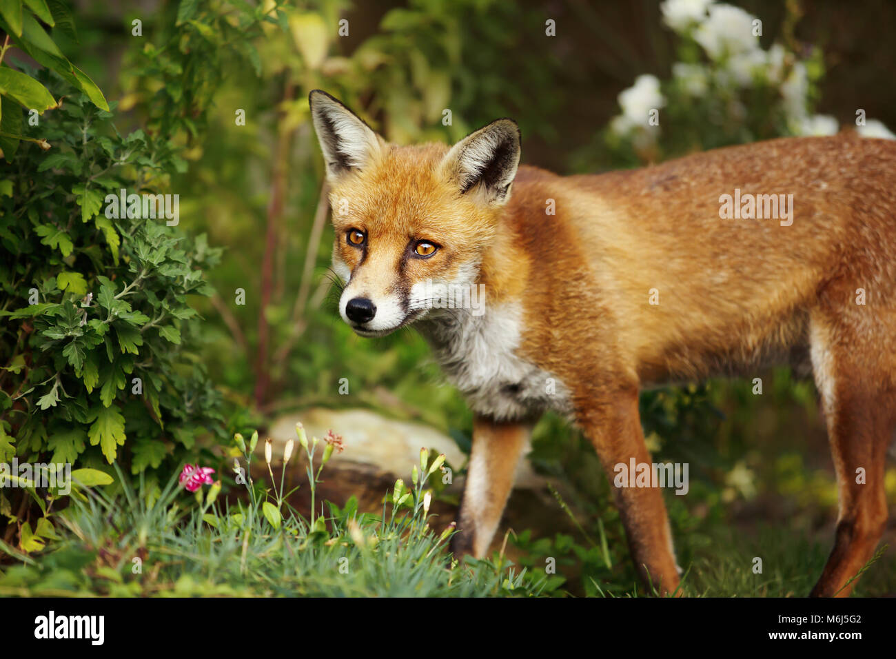 Red Fox in piedi nel giardino con fiori, estate nel Regno Unito. Foto Stock