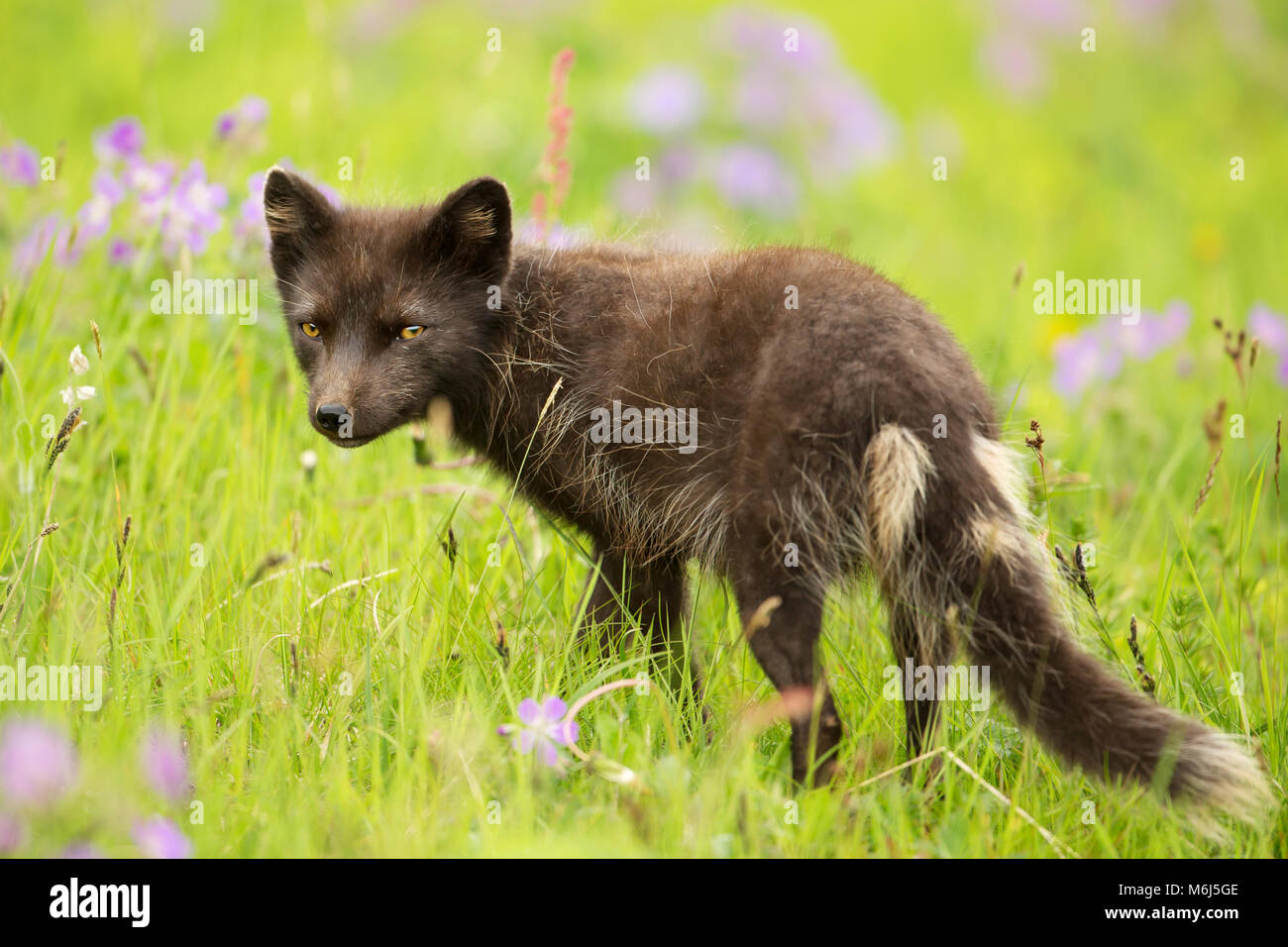 Adulto morph blu Arctic Fox nel prato con fiori, in estate Hornstrandir, Islanda. Foto Stock