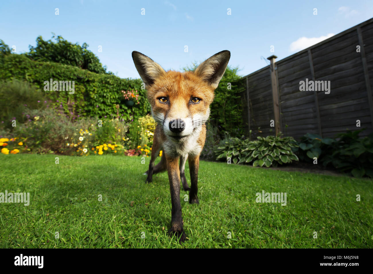 Red Fox in piedi nel giardino con fiori, estate nel Regno Unito. Foto Stock