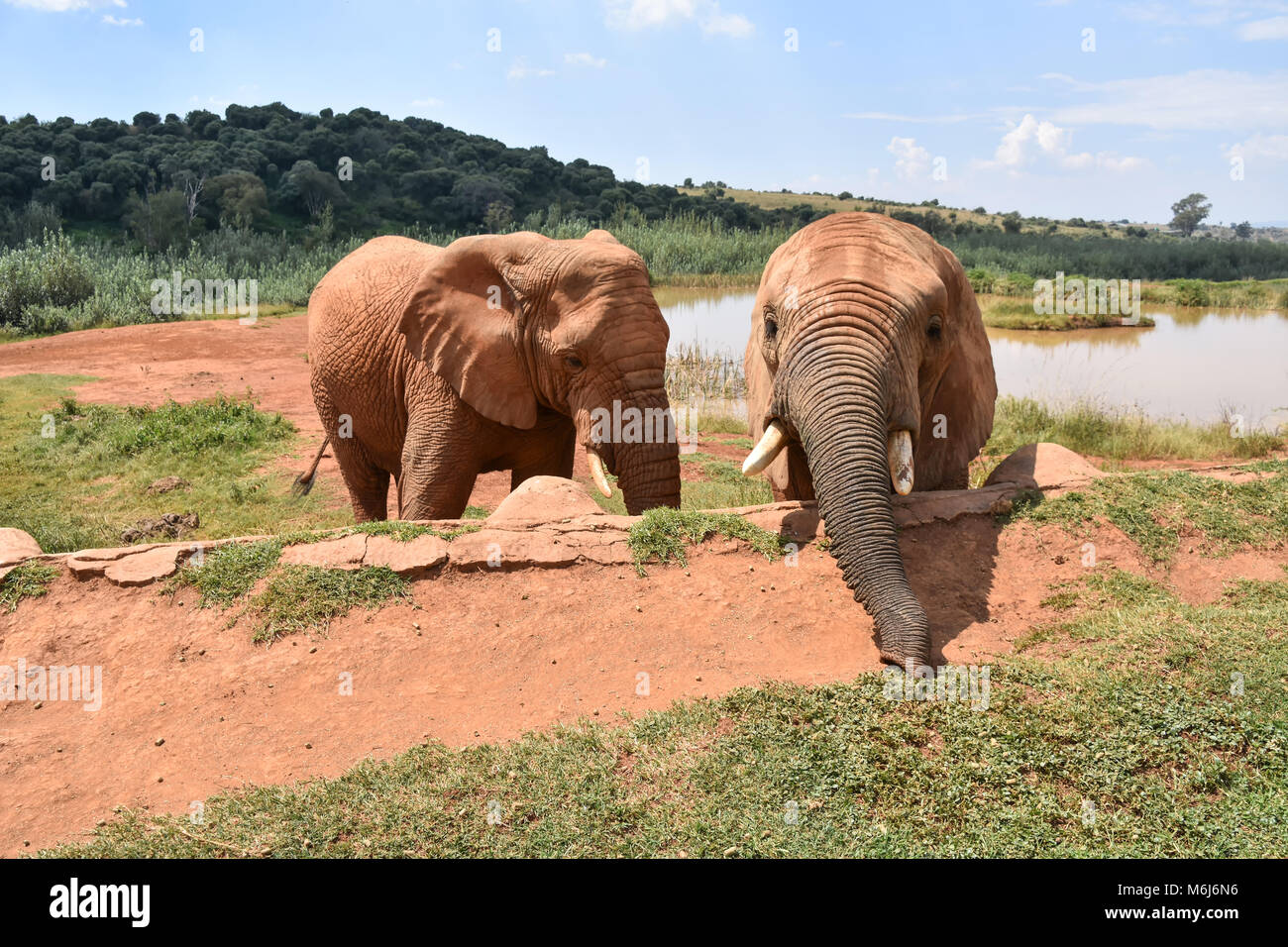 Gli elefanti nel Magaliesberg montagna vicino a Johannesburg e Pretoria in Sud Africa snacking sulla tratta fornito da park rangers Foto Stock