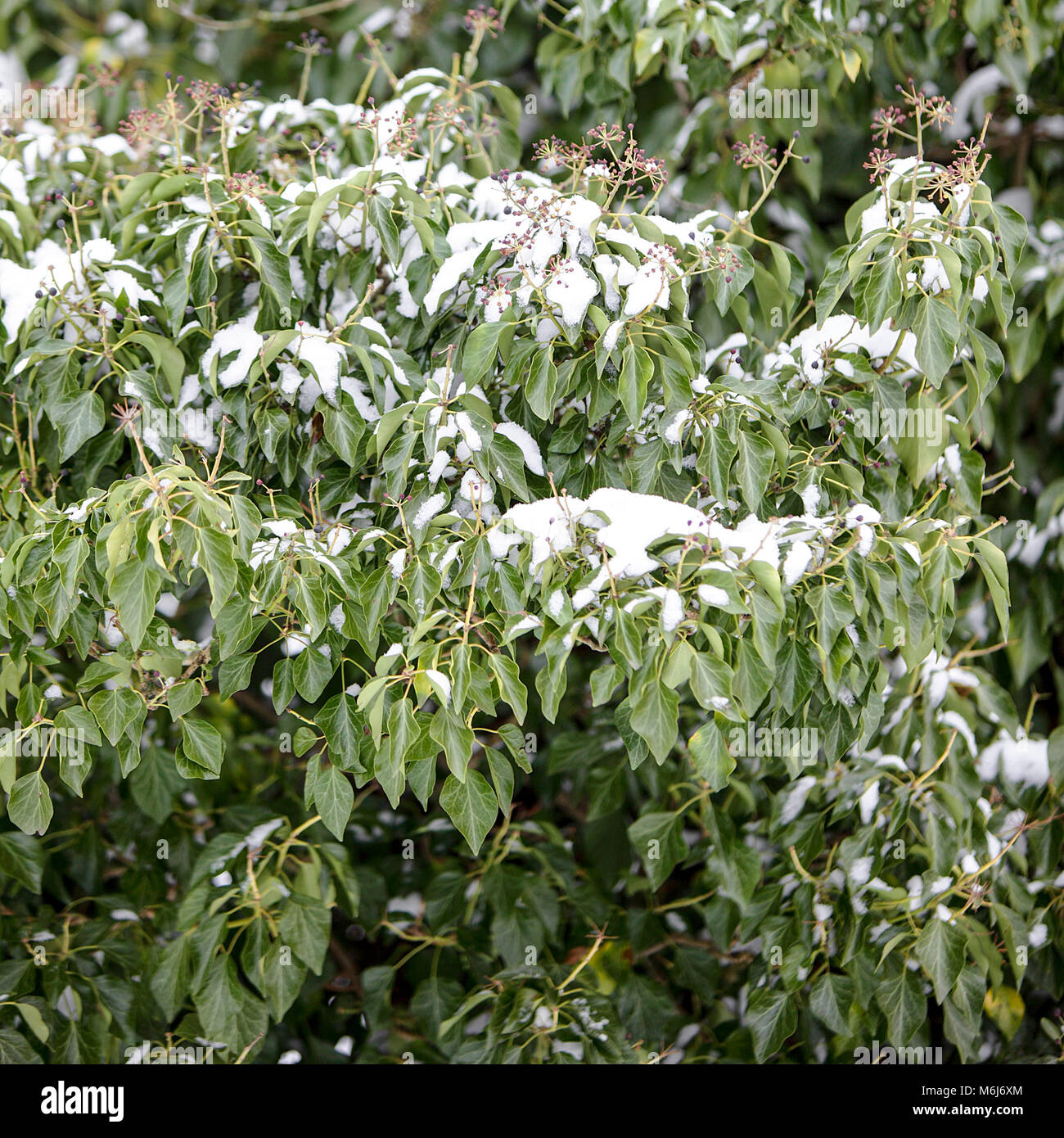 Una delle (40) immagini in questo Acton Burnell serie inverno. La combinazione di oggetti, segni, la vita vegetale, derive di neve e neve strutture in congelamento feb/mar 2018. Foto Stock