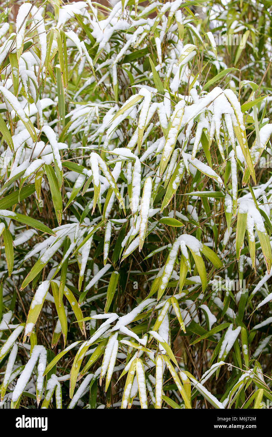 Una delle (40) immagini in questo Acton Burnell serie inverno. La combinazione di oggetti, segni, la vita vegetale, derive di neve e neve strutture in congelamento feb/mar 2018. Foto Stock