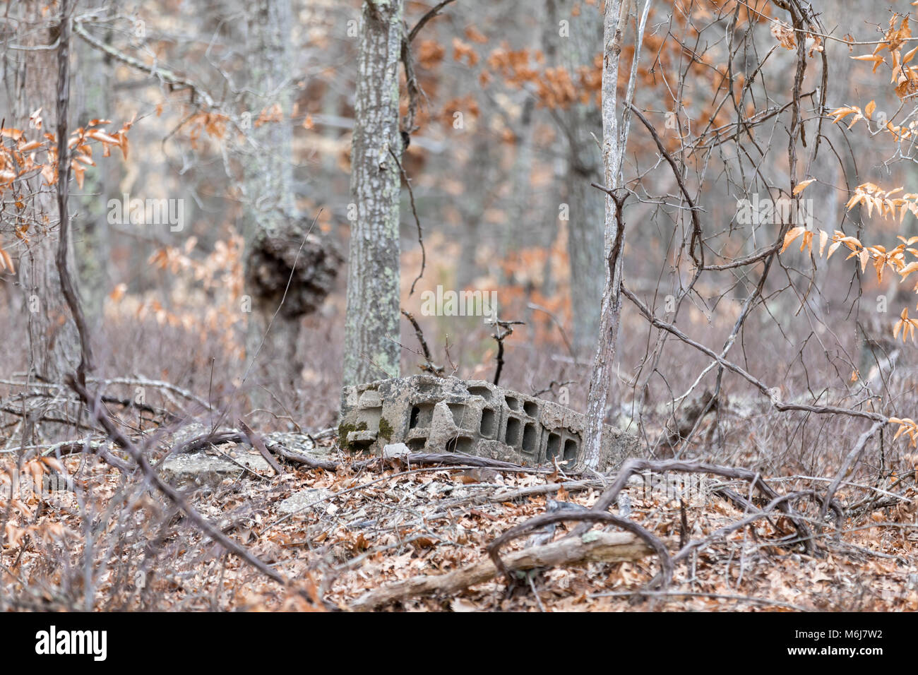Scartato blocco di calcestruzzo che stabilisce nei boschi in una fredda giornata invernale di Southampton, NY Foto Stock