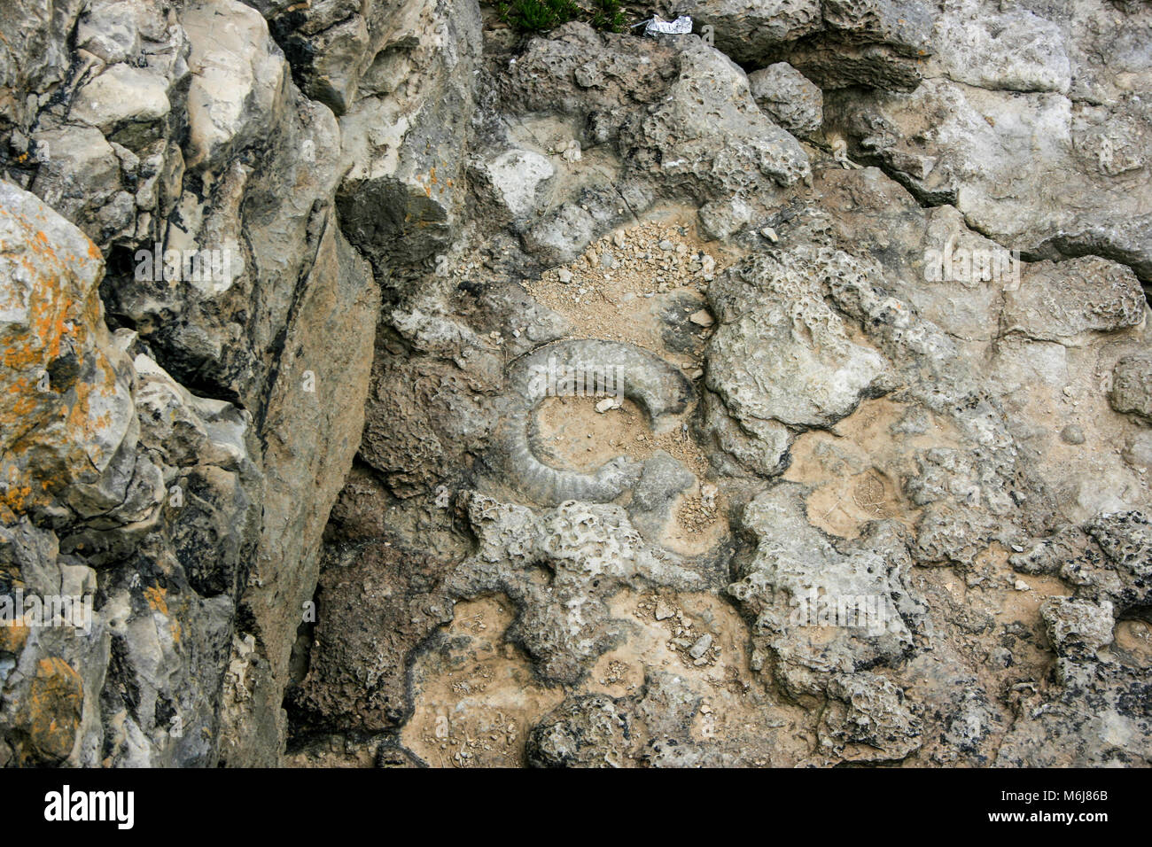 Ammonita (fossili Ammonoidea) vicino Tilly Capriccio Grotte, incudine Point vicino castello Durlston, Durlston Country Park, Swanage, Dorset, Regno Unito Foto Stock