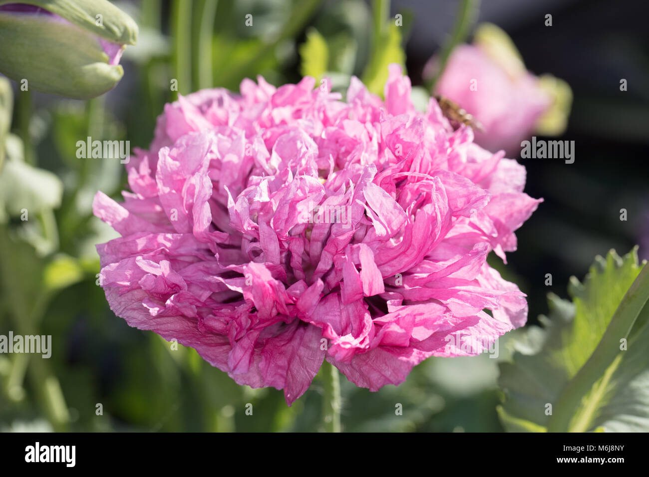 "Pompon lilla' Papavero, Pionvallmo (Papaver somniferum) Foto Stock