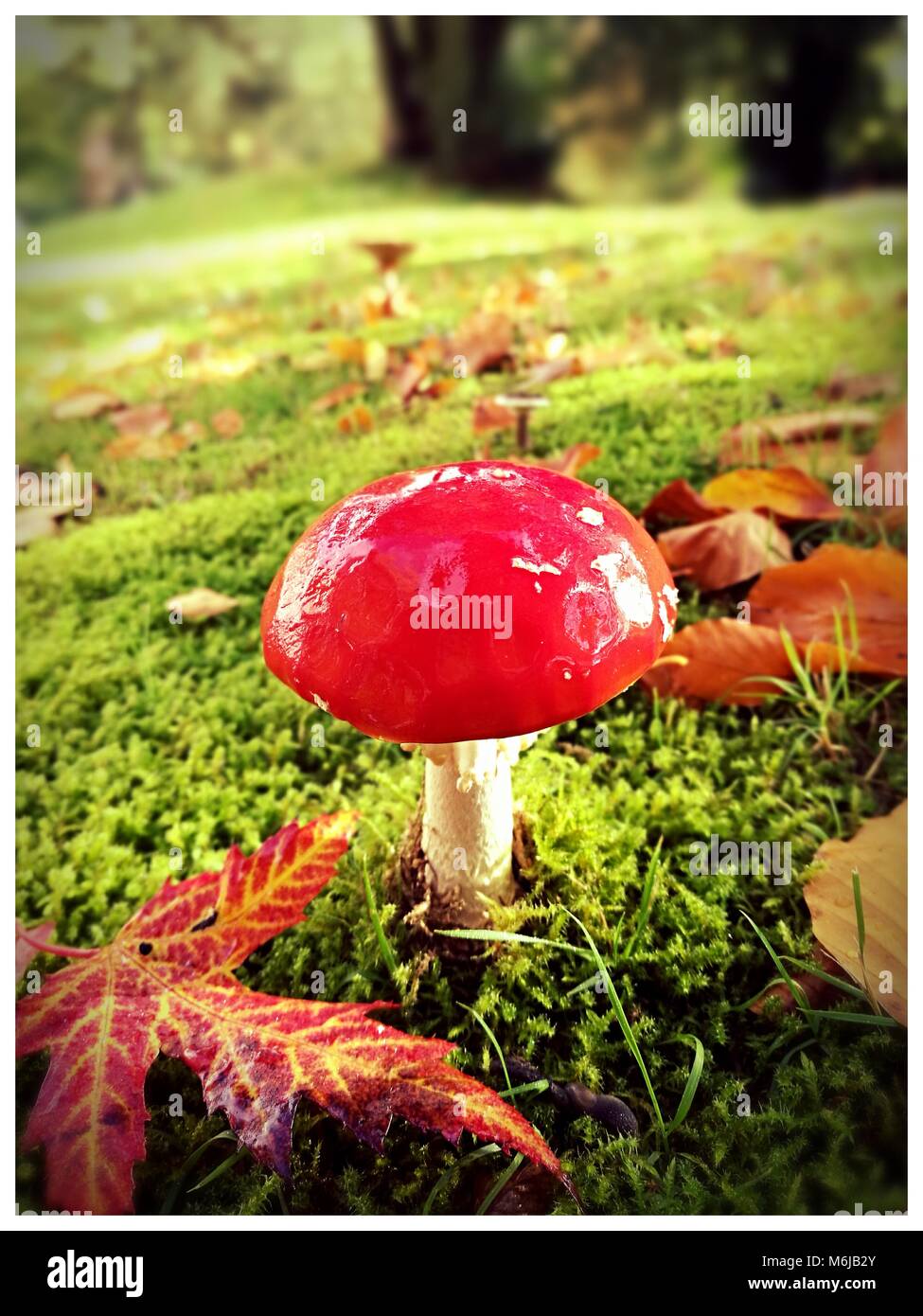 Amanita muscaria, rosso fly agaric con foglie di autunno su un prato verde Foto Stock