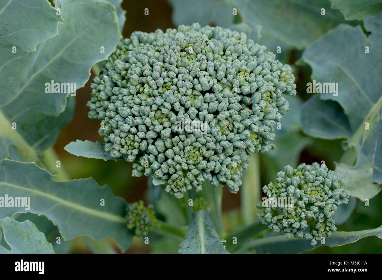 Cavolo broccolo cresce sul campo. Nuovo prezioso e gustoso ortaggio close-up. Super pianta fresca nell'immagine. Foto Stock
