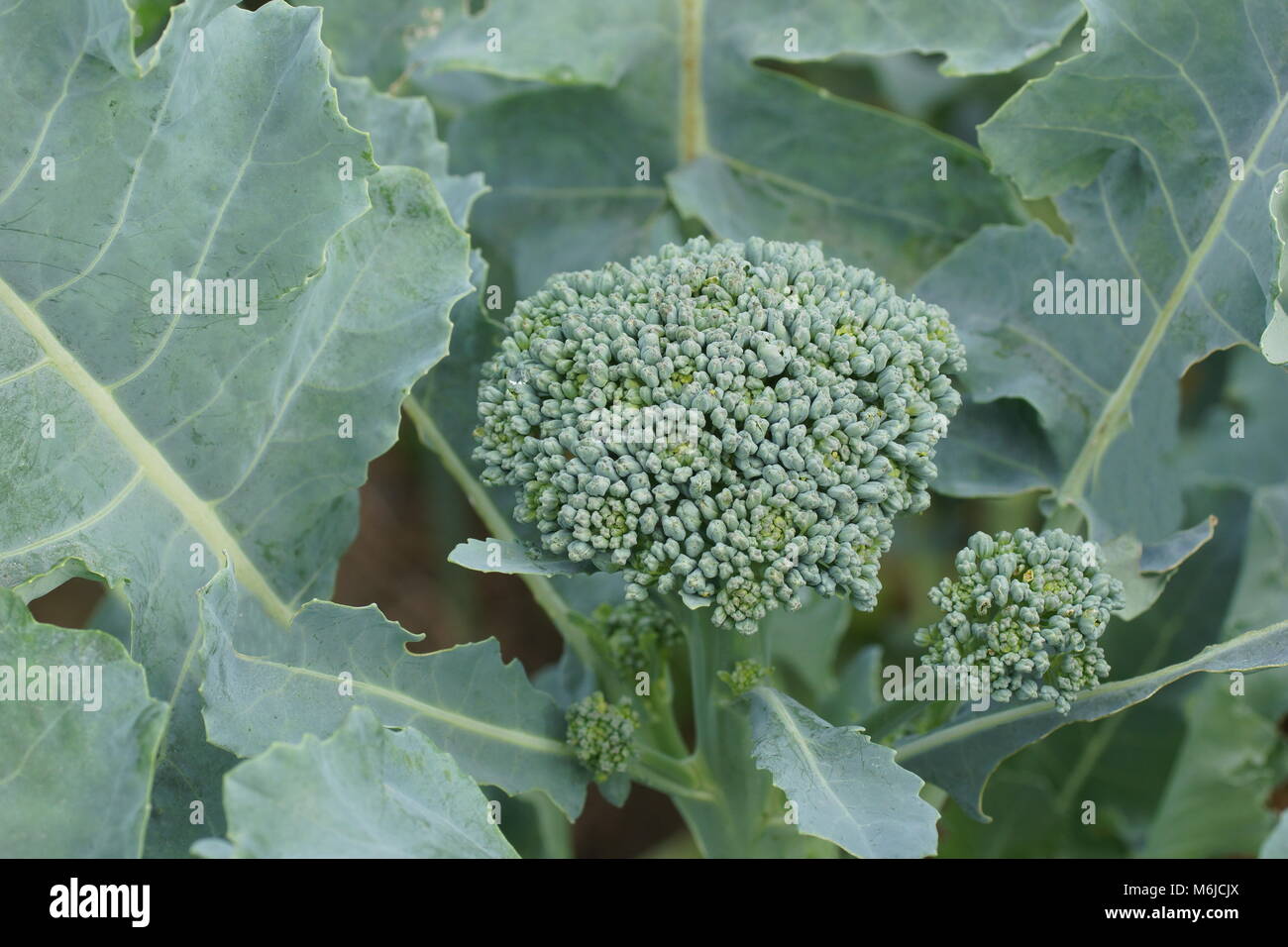 Cavolo broccolo cresce sul campo. Nuovo prezioso e gustoso ortaggio close-up. Super pianta fresca nell'immagine. Foto Stock