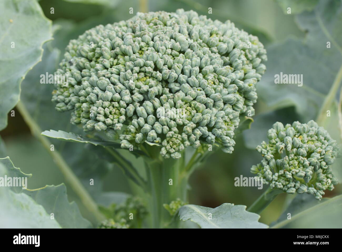 Cavolo broccolo cresce sul campo. Nuovo prezioso e gustoso ortaggio close-up. Super pianta fresca nell'immagine. Foto Stock