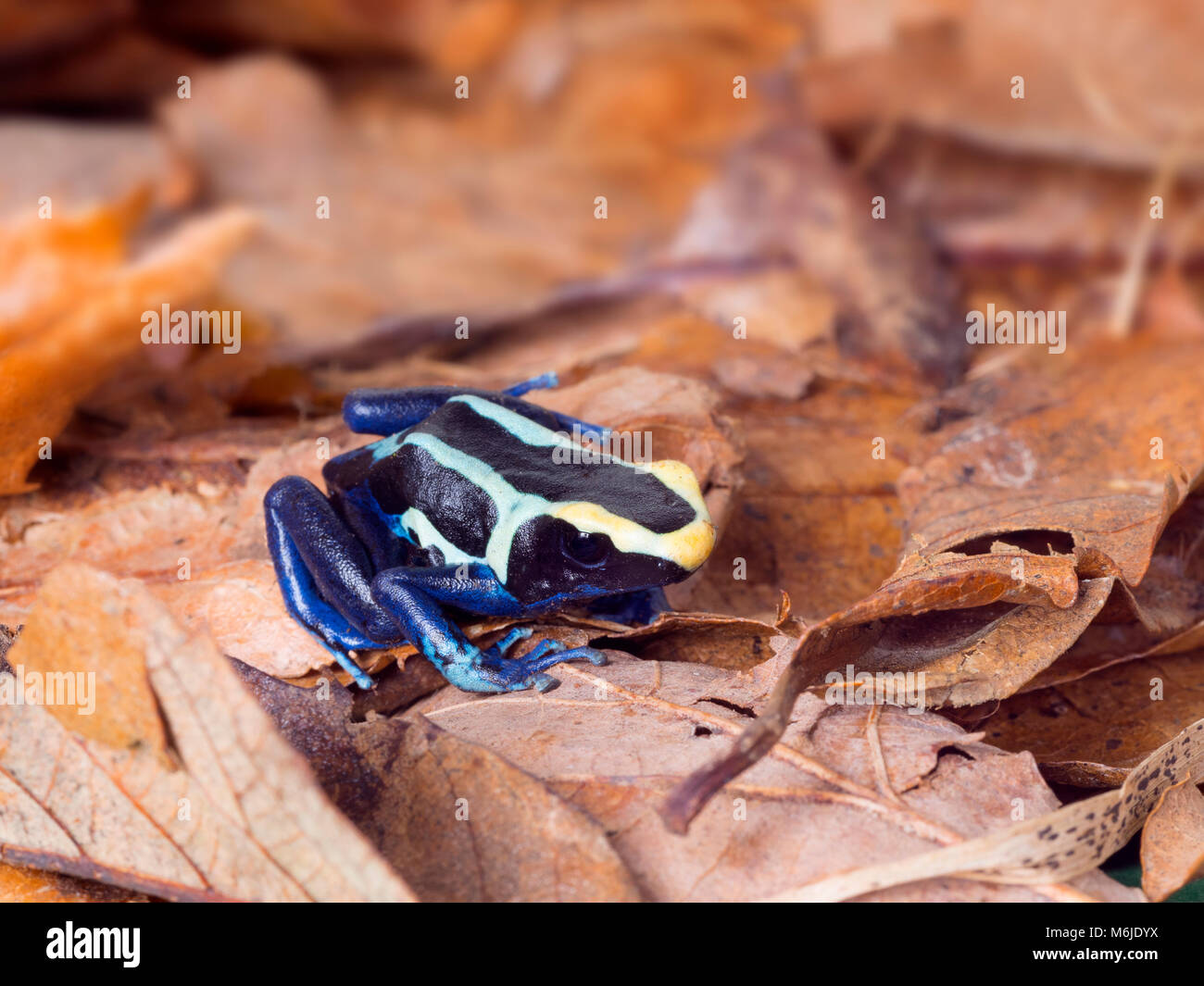 Poison dart frog o dart-poison frog Dendrobates tinctorius Foto Stock