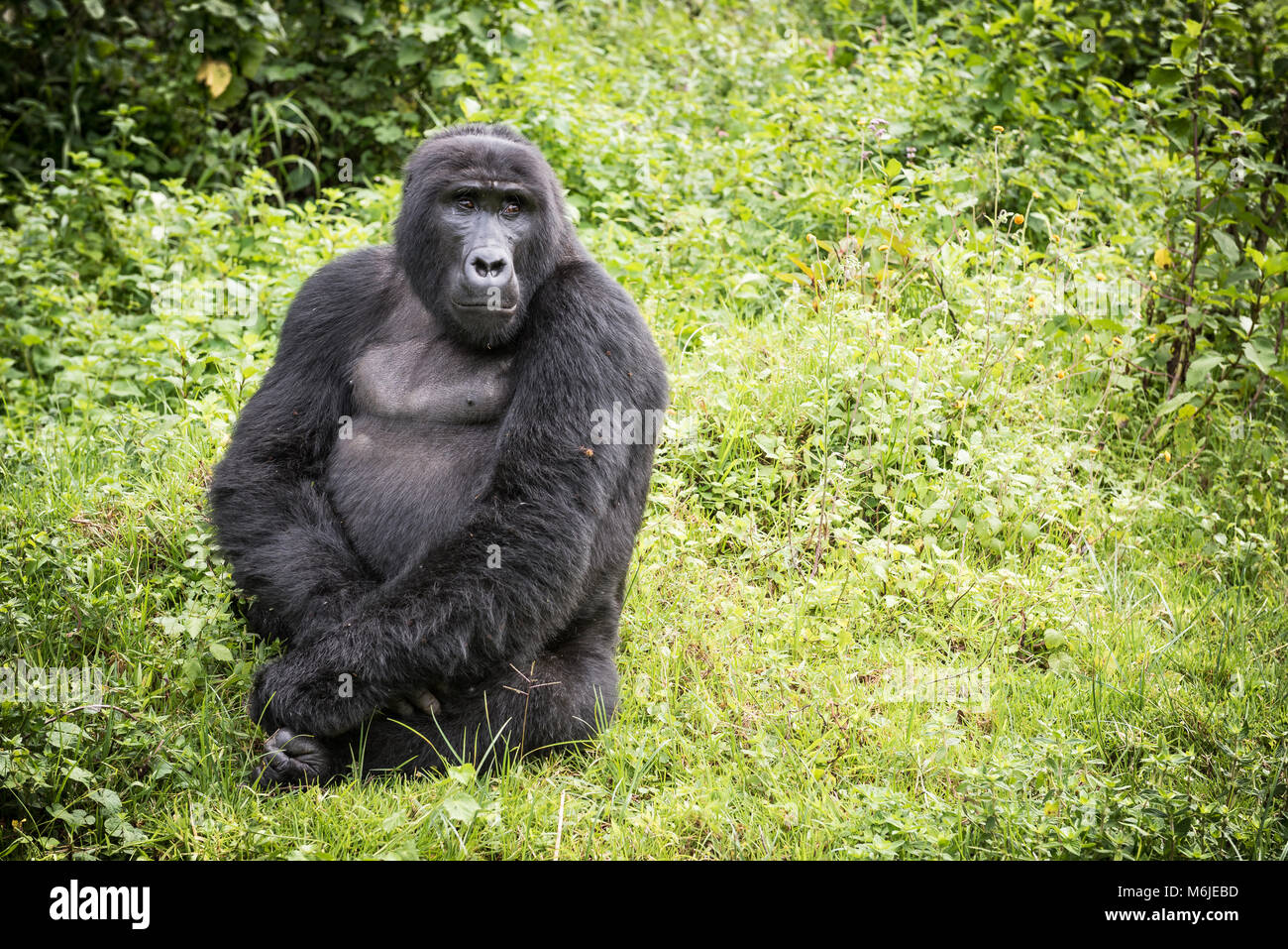 Adulto gorilla di montagna seduto in una ricca vegetazione nel Parco nazionale impenetrabile di Bwindi in Uganda Foto Stock