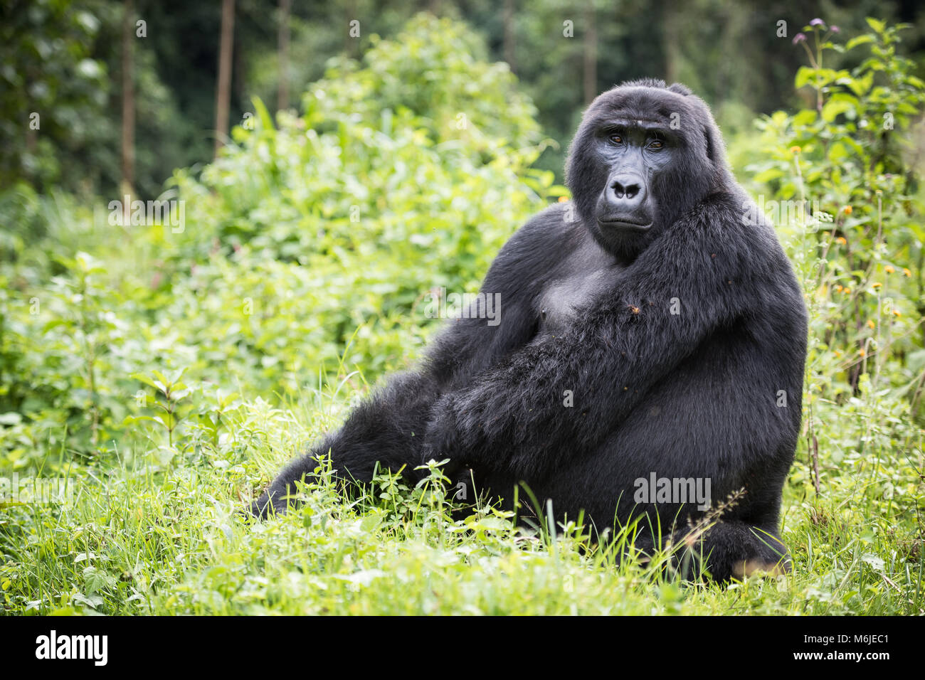 Adulto gorilla di montagna seduto in una ricca vegetazione nel Parco nazionale impenetrabile di Bwindi in Uganda Foto Stock