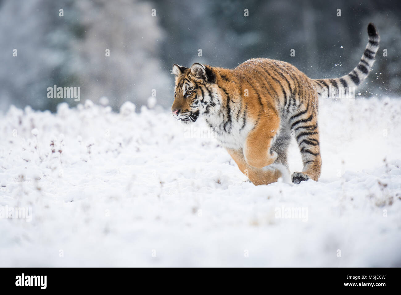 Giovani tigre siberiana di corsa attraverso i campi di neve Foto Stock