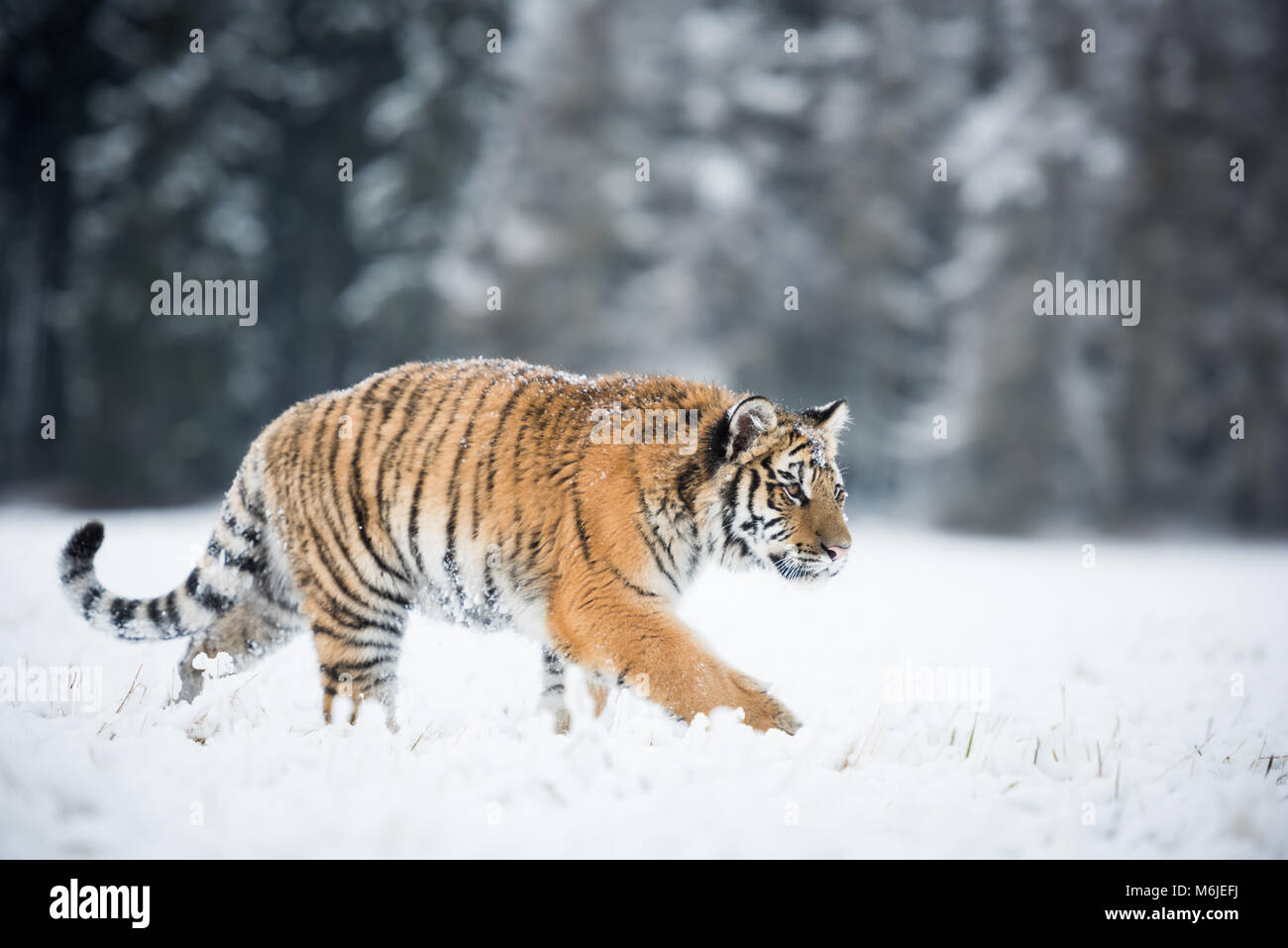 Giovani tigre siberiana Camminando silenziosamente in campi di neve Foto Stock