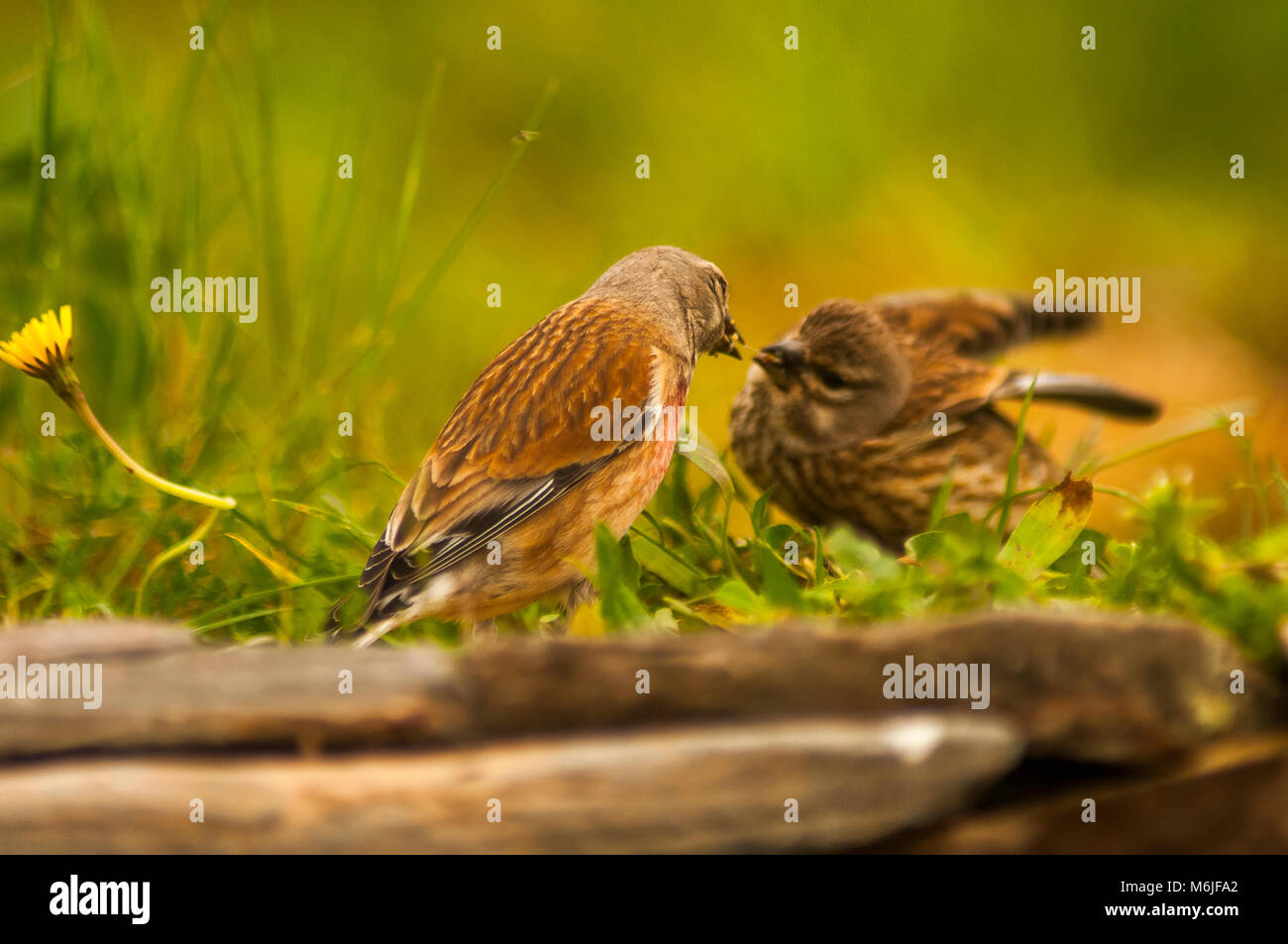 Linnet (Carduelis cannabina) maschio, alimentando la femmina in un comportamento di visualizzazione Foto Stock