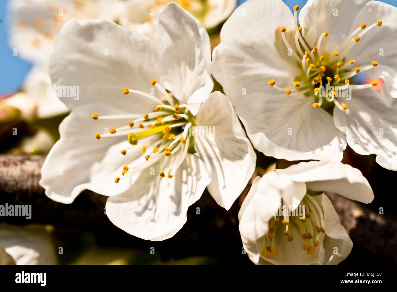 Una fotografia macro di bianco ciliegio sbocciare fiori che mostra la stami e polline. Foto Stock