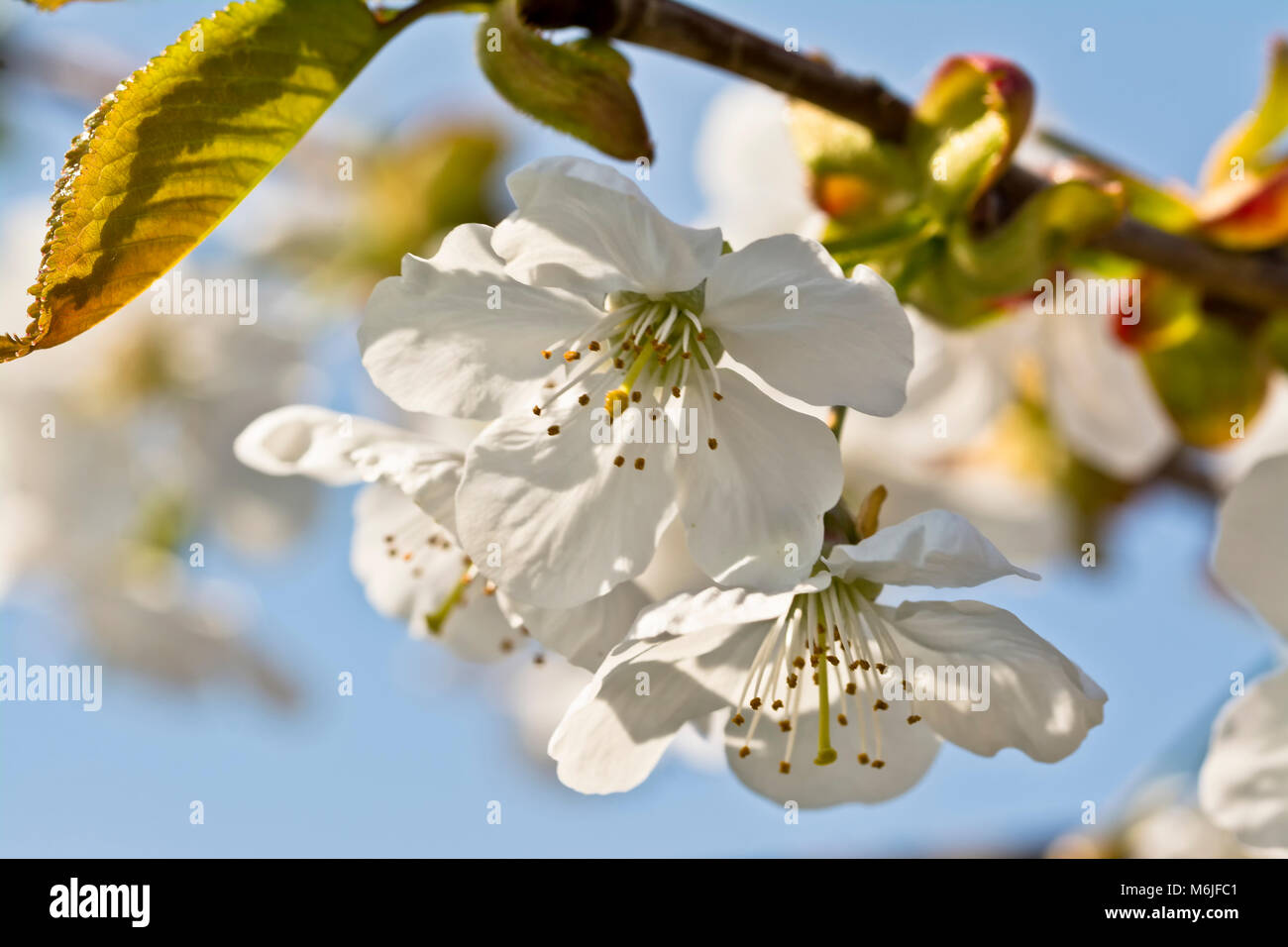 Bianco Ciliegio sbocciare fiori su un ramo contro un cielo blu. Foto Stock