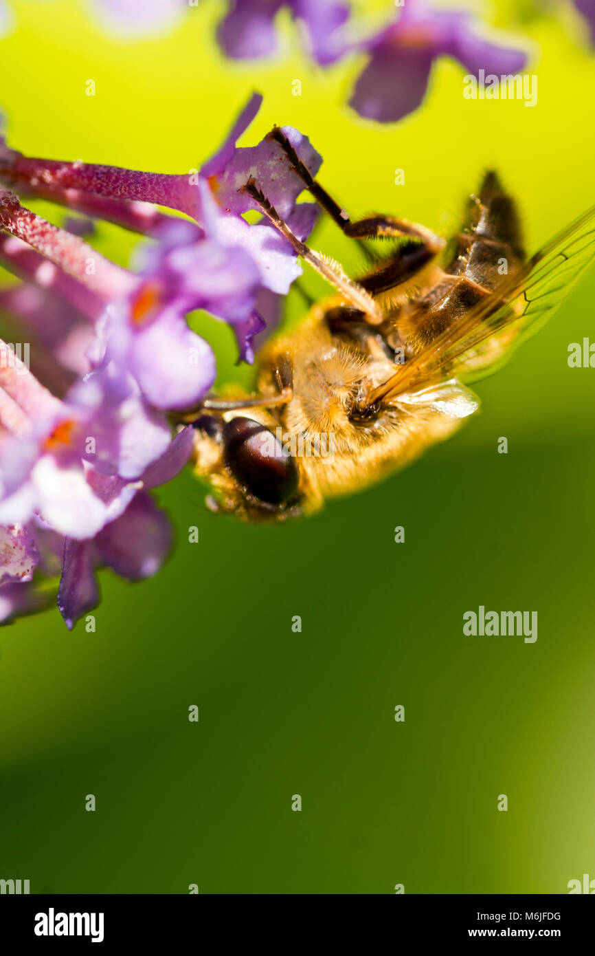 Questo ape era appeso a testa in giù su un buddleia flower. Foto Stock