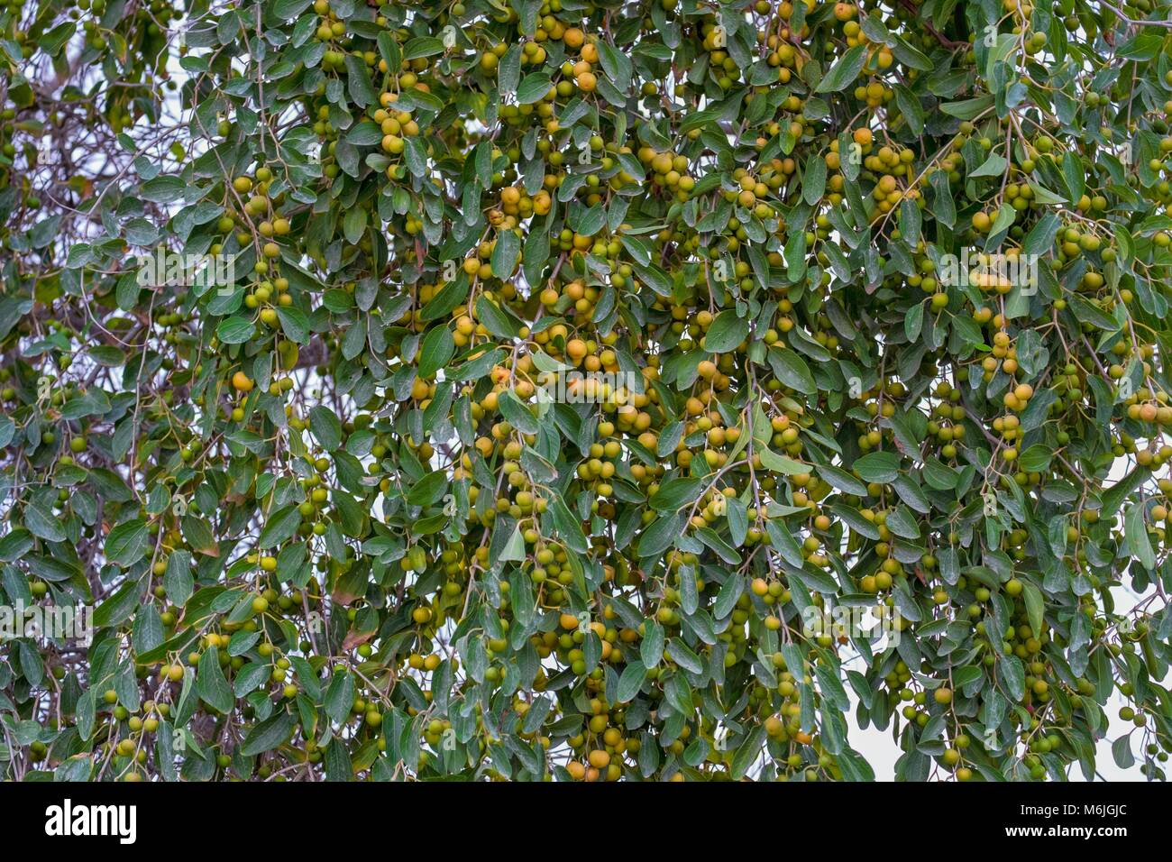 Tonnellate di Indian Jujube frutti pendenti con Jujube albero a Yas Island, Abu Dhabi. Foto Stock