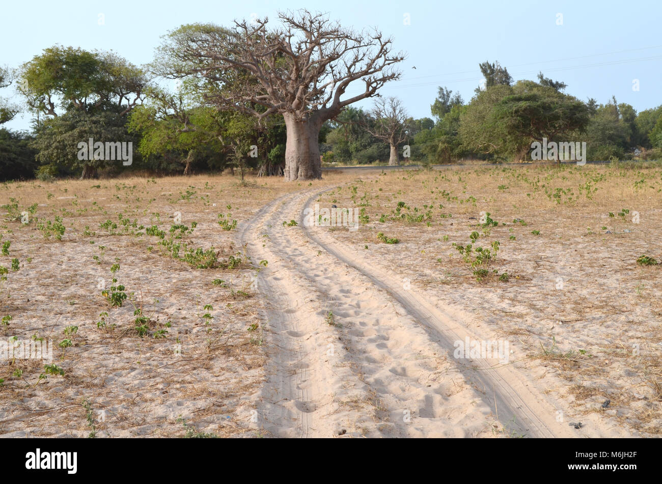 Savana secca habitat nel Sahel regione di cintura (Senegal, Africa  Occidentale Foto stock - Alamy