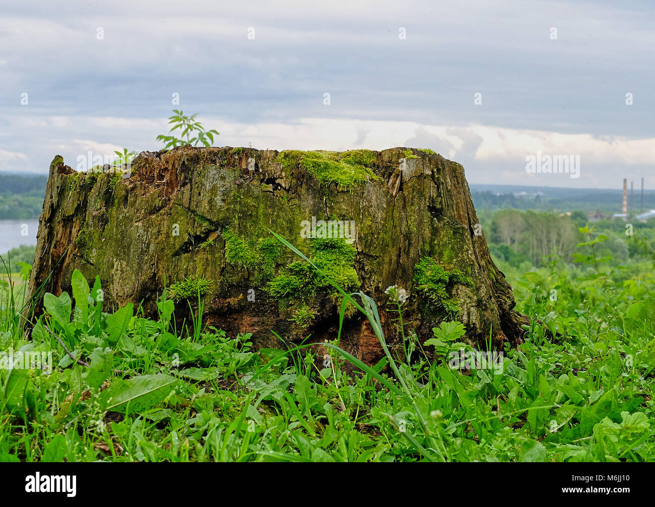 Grande vecchio coppa marcio circondato da erba coperti da moss città sullo sfondo Foto Stock