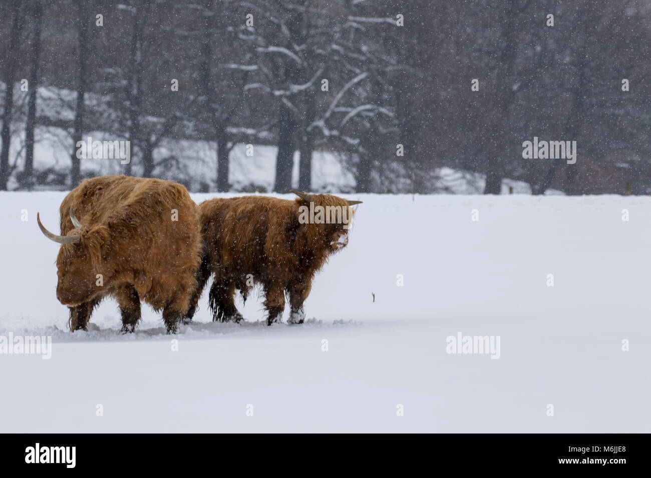 Highland mucca, bos taurus, COO, bovini, i giovani e le donne rovistando nella coperta di neve campo nel parco nazionale di Cairngorms, SCOZIA Foto Stock