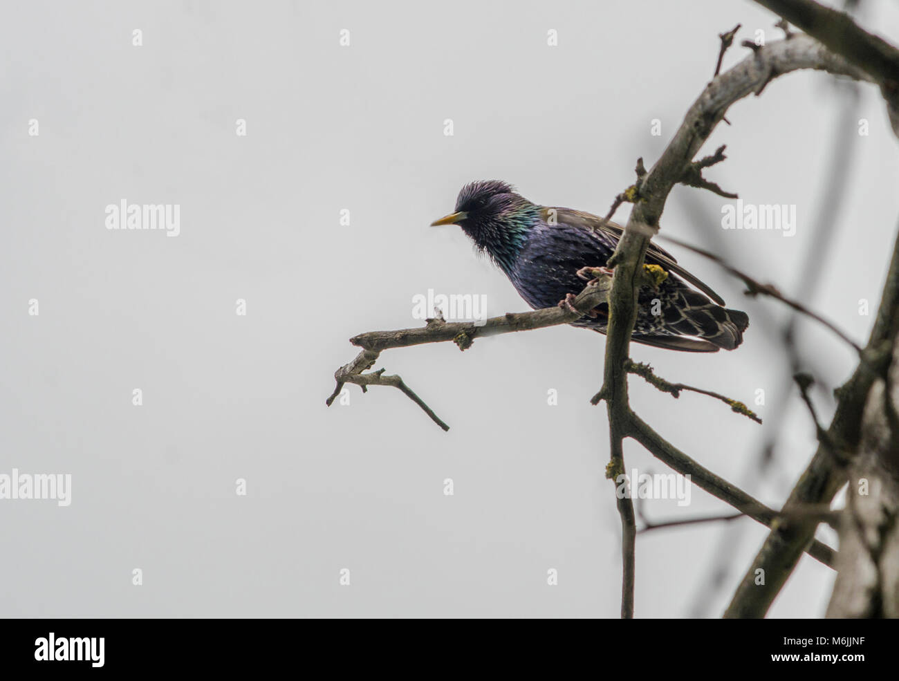 Un brillante starling nelle sue brillanti colori primaverili di canto, nella parte superiore della struttura ad albero Foto Stock