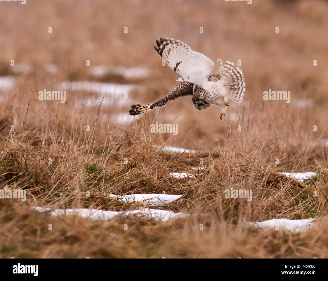 Wild breve Eared gufo comune (asio flammeus) immersioni verso il basso sulla preda ignari in Gloucestershire Foto Stock