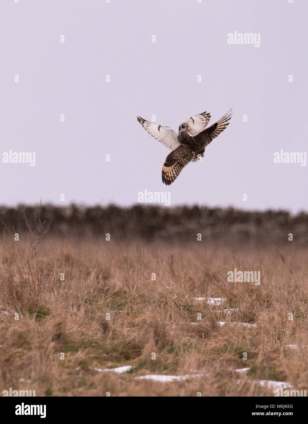 Due faide Wild breve Eared Owls asio flammeus in una antenna battaglia territoriale su Gloucestershire Foto Stock