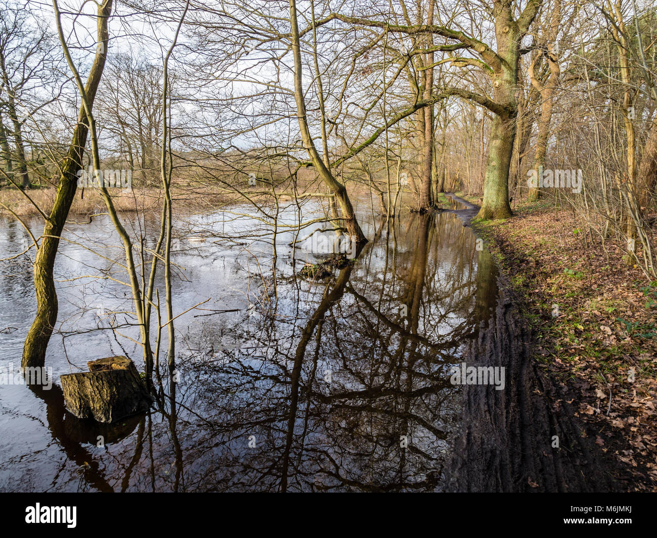Inondati percorso lungo il fiume Lachte, visto dalla bicicletta, Celle, Germania Foto Stock