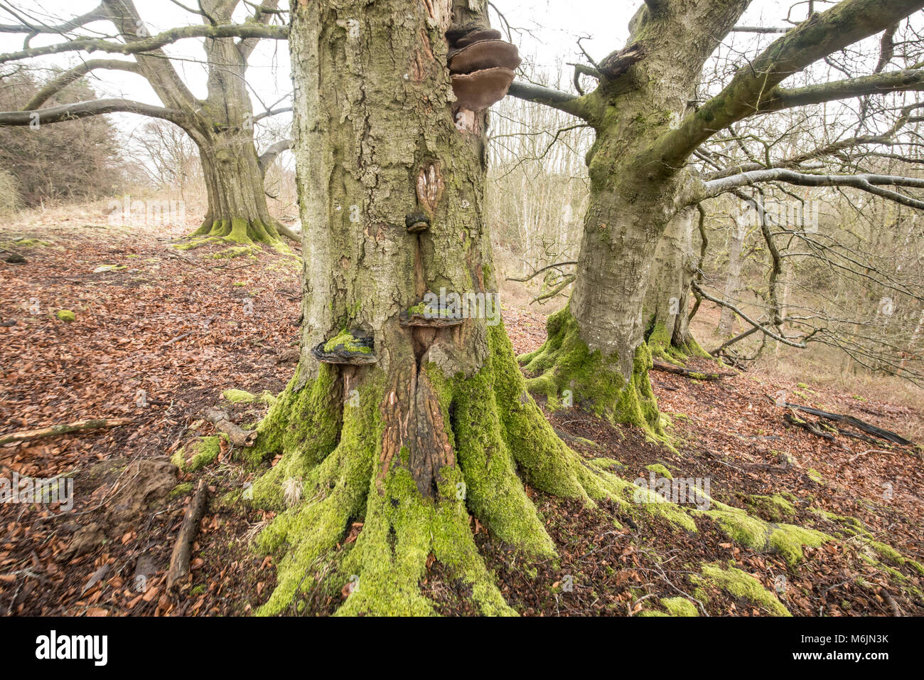 Inverno faggi e staffa funghi sulla piccola Doward, Herefordshire, UK. Foto Stock