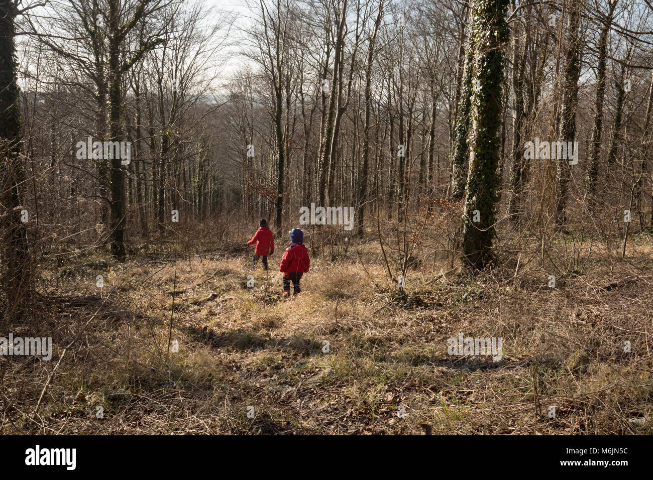 Due ragazzi esplorare bosco invernale, Sussex, Regno Unito. Foto Stock