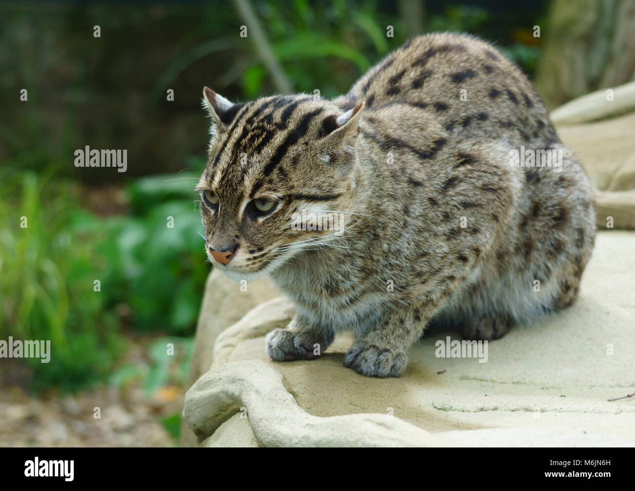 Scozia - cinque suore Zoo, Polbeth, Livingston. Pesca asiatici cat, Prionailurus viverrinus. Foto Stock