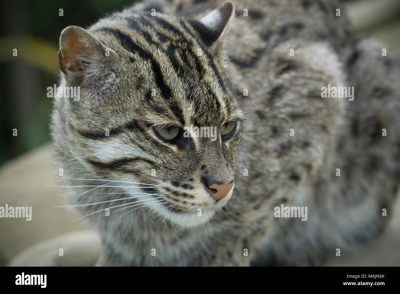 Scozia - cinque suore Zoo, Polbeth, Livingston. Pesca asiatici cat, Prionailurus viverrinus. Foto Stock