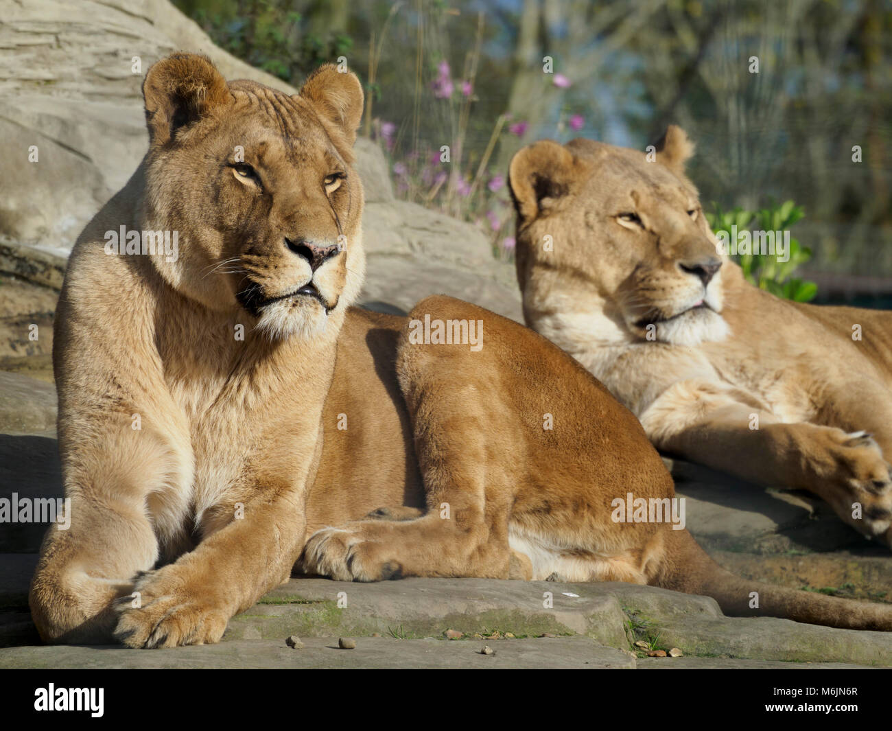 Cinque Suore Zoo, vicino a Livingston, Scozia. Salvato leonesse rilassarsi al sole sulle rocce. Foto Stock