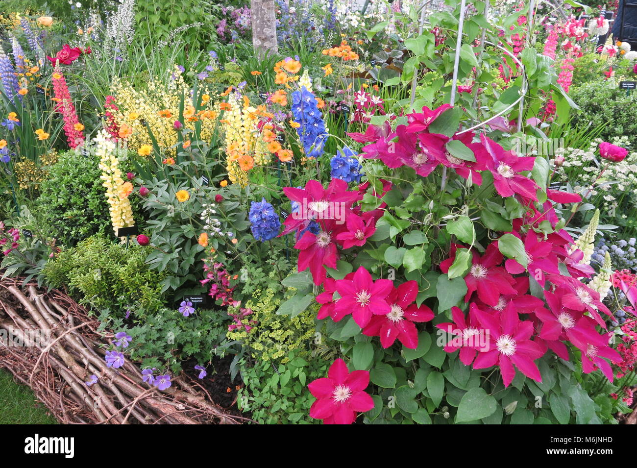 Colore estivo dal mostrano giardini presso la RHS Chelsea Flower Show, Maggio 2017 Foto Stock