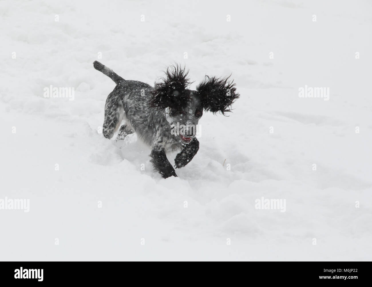 Giovani Cocker Spaniel giocare nella neve, REGNO UNITO Foto Stock