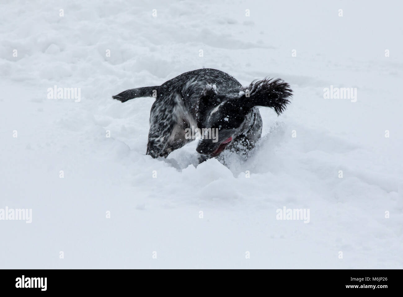 Cocker Spaniel giocare nella neve profonda, Regno Unito Foto Stock