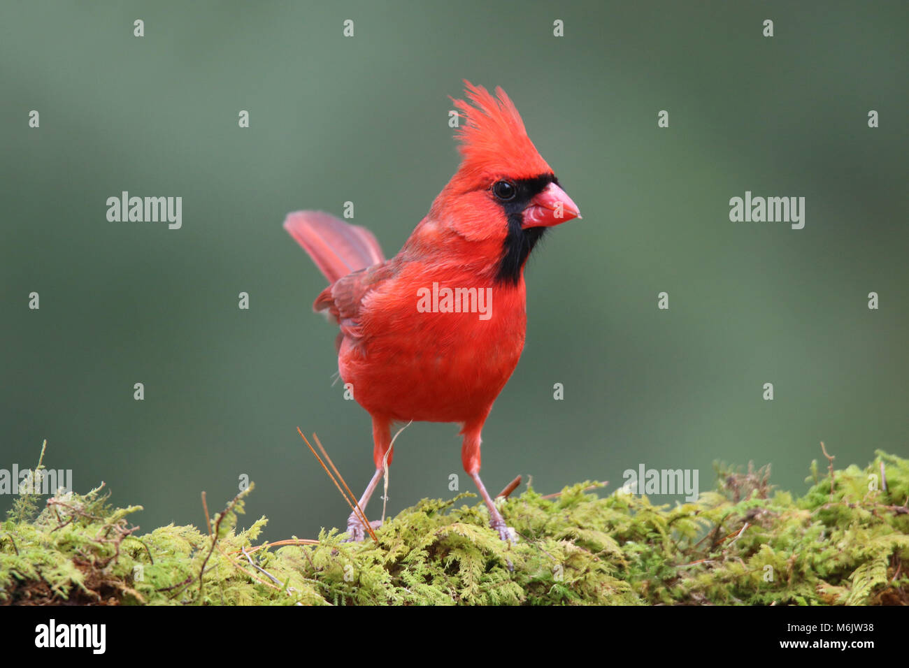 Un brillante maschio rosso cardinale settentrionale si appollaia in una foresta in inverno Foto Stock