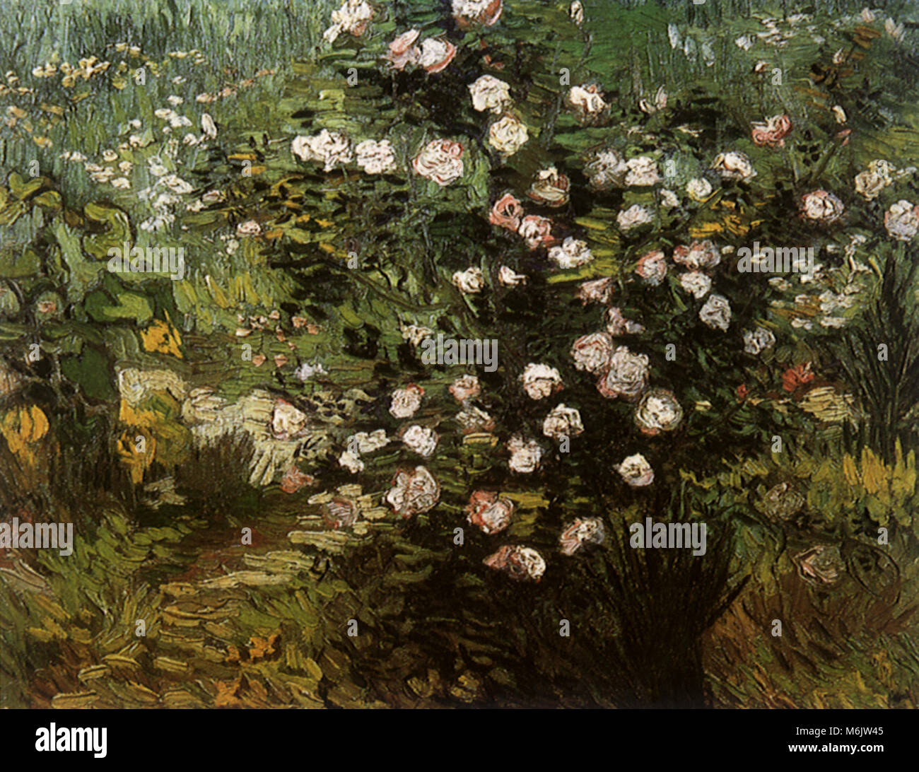 Rosebush in fiore, Van Gogh, Vincent Willem, 1889. Foto Stock