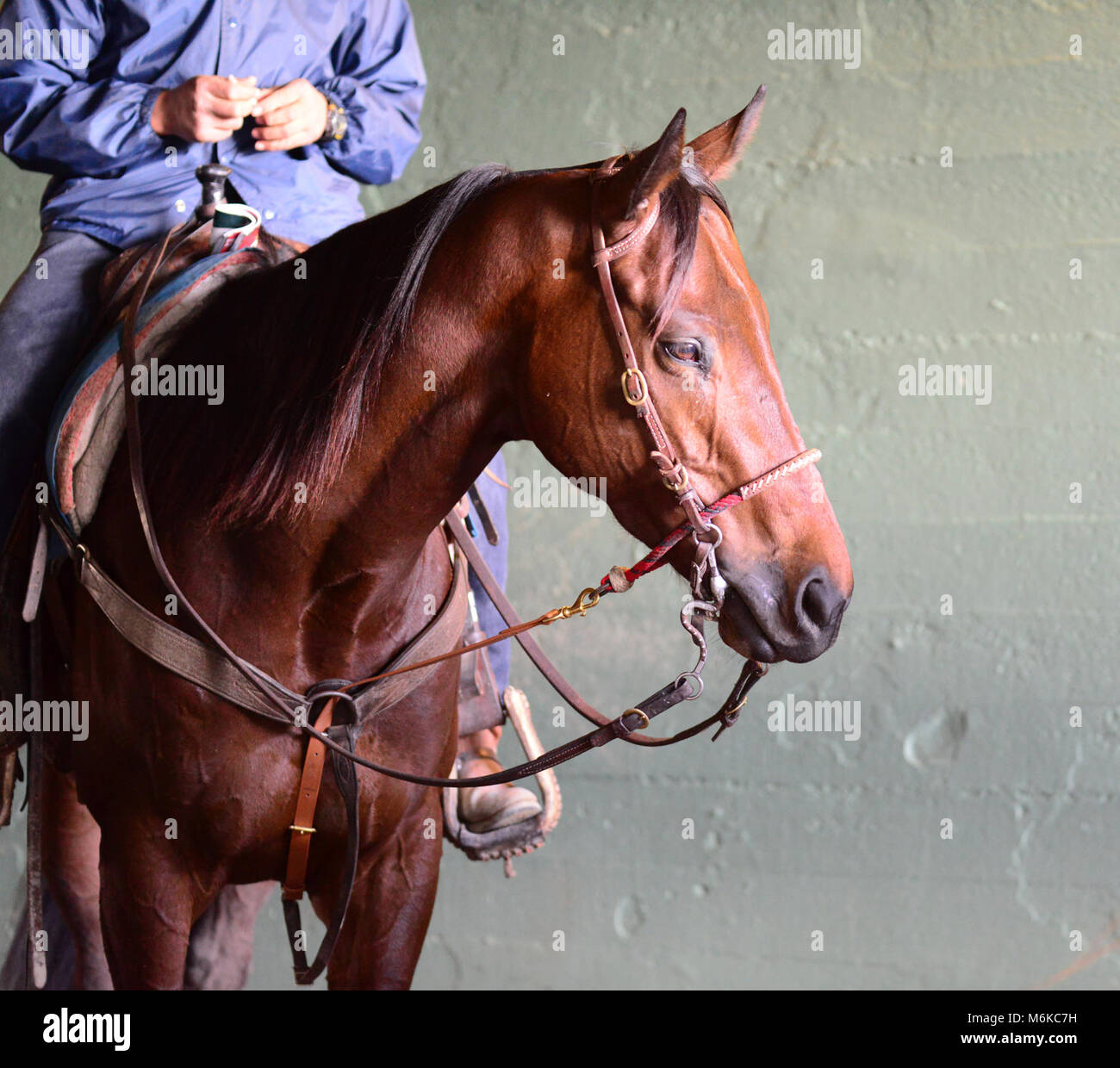 Arcadia, CA, Stati Uniti d'America. Mar 5, 2018. Una via cavallo in attesa nel tunnel entrata in pista tra le gare di Santa Anita Race Track, Arcadia, California, USA, 4 marzo 2018.Credit immagine cr Scott Mitchell/ZUMA Premere Credito: Scott Mitchell/ZUMA filo/Alamy Live News Foto Stock