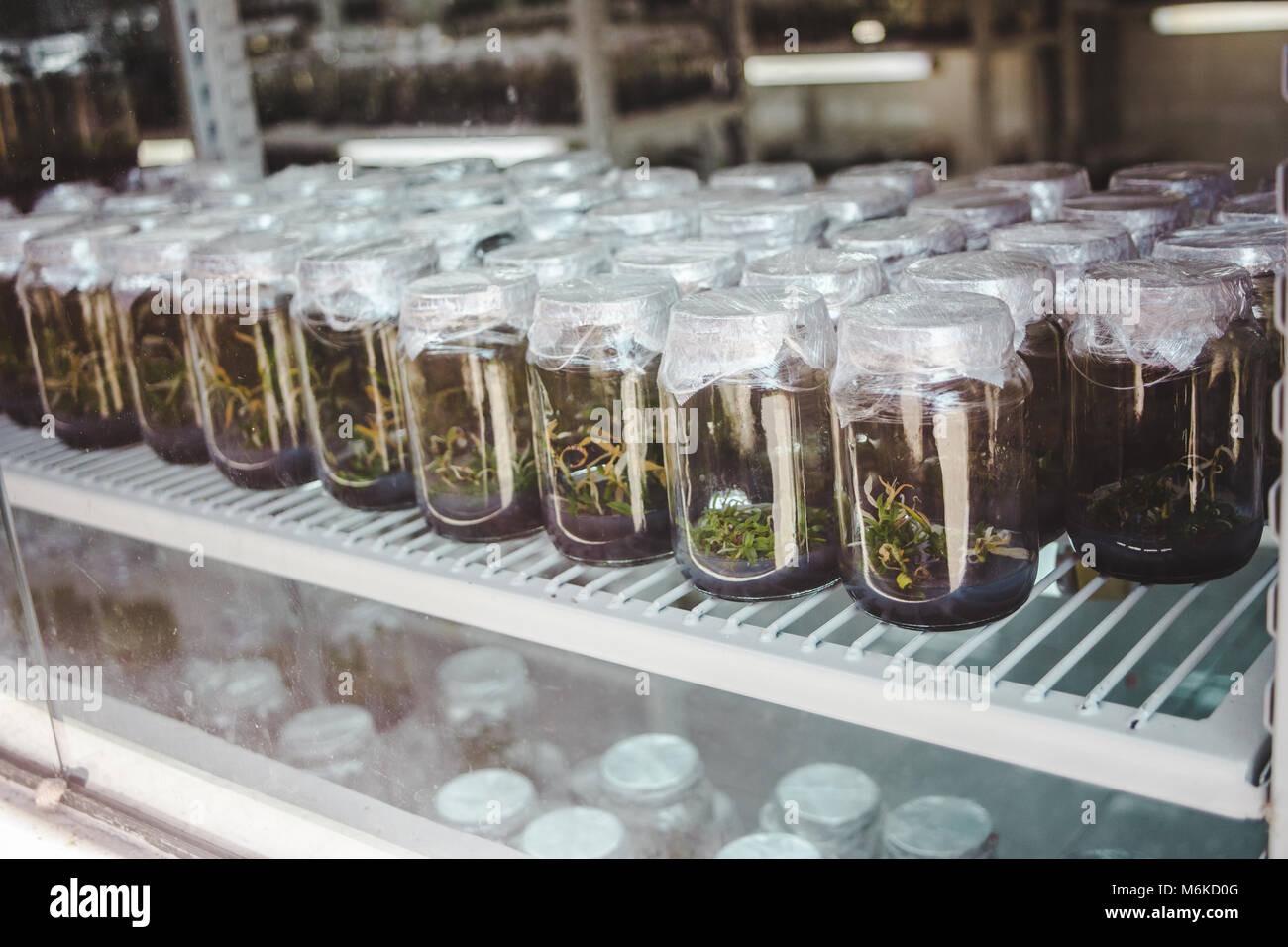 Le piante coltivate in una luce controllata ambiente in vasetti di vetro come parte di un comitato scientifico / Esperimento di biologia Foto Stock