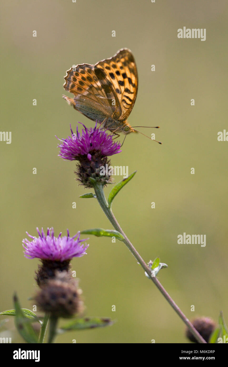 Argento-lavato fritillary butterfly (Argynnis paphia) alimentazione su un fiore di fiordaliso (verticale), Worcestershire, Luglio Foto Stock