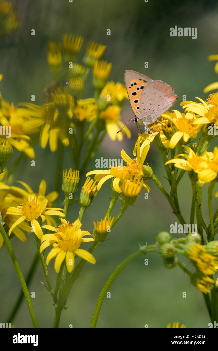 Piccola di rame (farfalla Lycaena phlaeas) alimentazione su erba tossica fiori (wide), Worcestershire, Luglio Foto Stock