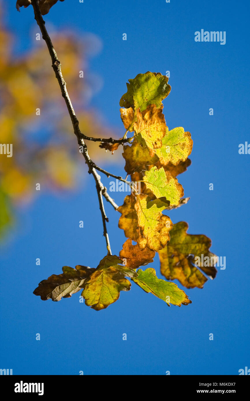 Albero di quercia (Quercus robur) lascia contro un cielo blu chiaro, Derbyshire, Inghilterra 2012 Foto Stock