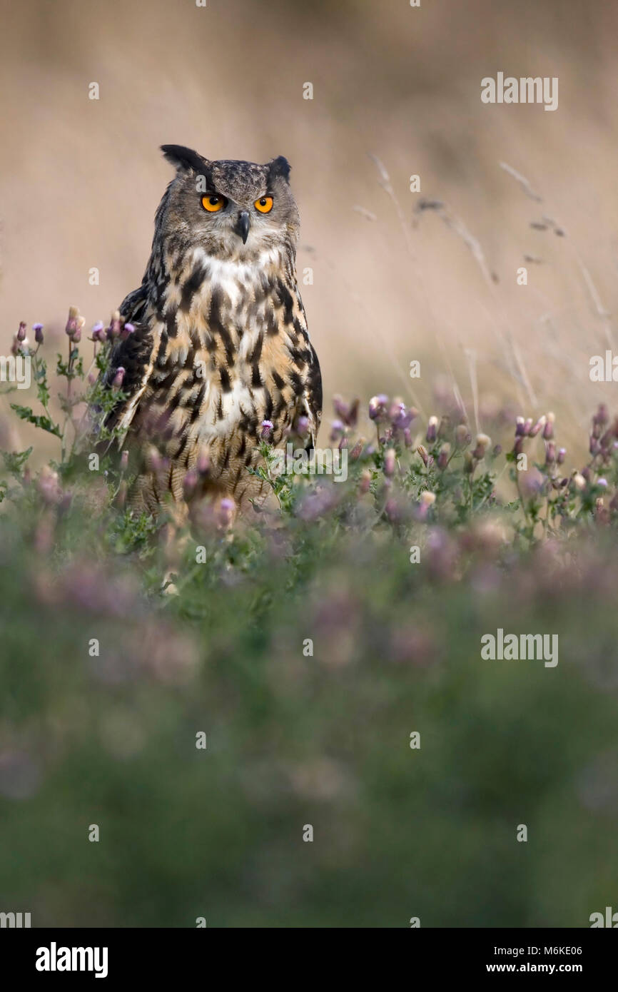 Unione gufo reale (Bubo bubo) arroccato nella prateria. Gloucestershire Settembre 2009 (captive bird). Foto Stock
